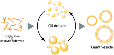 Graphical abstract: Transformation of oil droplets into giant vesicles