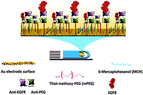 Graphical abstract: Biosensing made easy with PEG-targeted bi-specific antibodies
