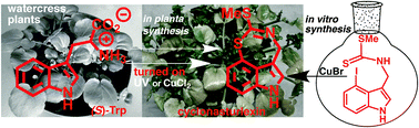 Graphical abstract: Unveiling the first indole-fused thiazepine: structure, synthesis and biosynthesis of cyclonasturlexin, a remarkable cruciferous phytoalexin