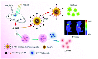 Graphical abstract: Simultaneous fluorescence imaging of selenol and hydrogen peroxide under normoxia and hypoxia in HepG2 cells and in vivo