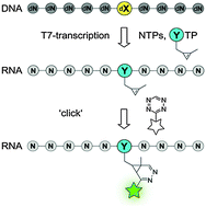 Graphical abstract: A cyclopropene-modified nucleotide for site-specific RNA labeling using genetic alphabet expansion transcription
