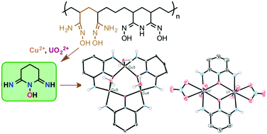 Graphical abstract: 2,6-Diiminopiperidin-1-ol: an overlooked motif relevant to uranyl and transition metal binding on poly(amidoxime) adsorbents