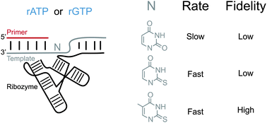 Graphical abstract: Thiolated uridine substrates and templates improve the rate and fidelity of ribozyme-catalyzed RNA copying