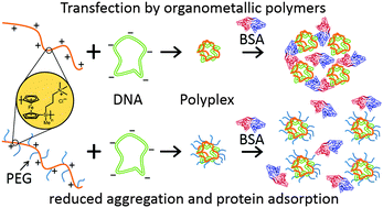 Graphical abstract: PEG stabilized DNA – poly(ferrocenylsilane) polyplexes for gene delivery
