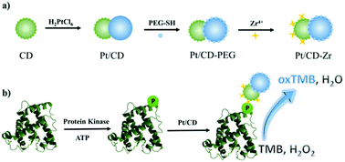 Graphical abstract: Antibody-free detection of protein phosphorylation using intrinsic peroxidase-like activity of platinum/carbon dot hybrid nanoparticles