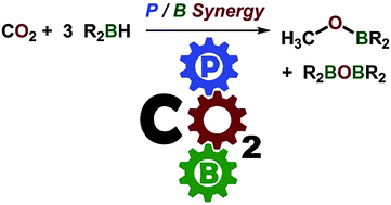 Graphical abstract: Synergistic effects in ambiphilic phosphino-borane catalysts for the hydroboration of CO2