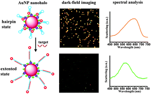 Graphical abstract: Plasmonic nanohalo optical probes for highly sensitive imaging of survivin mRNA in living cells