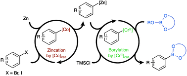 Graphical abstract: The drastic effect of cobalt and chromium catalysts in the borylation of arylzinc reagents