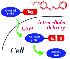 Graphical abstract: Intracellular delivery of chemical probes using a glutathione-responsive traceless tag