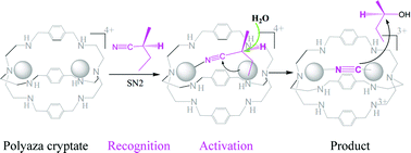 Graphical abstract: Molecular recognition and activation by polyaza macrocyclic compounds based on host–guest interactions