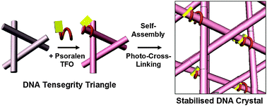 Graphical abstract: Stabilisation of self-assembled DNA crystals by triplex-directed photo-cross-linking