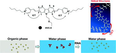 Graphical abstract: Fluorescence behavior of a unique two-photon fluorescent probe in aggregate and solution states and highly sensitive detection of RNA in water solution and living systems