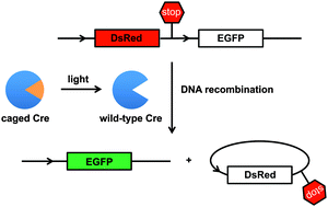 Graphical abstract: Genetically encoded optical activation of DNA recombination in human cells