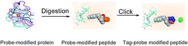 Graphical abstract: Focusing on probe-modified peptides: a quick and effective method for target identification