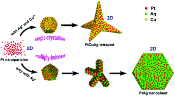 Graphical abstract: Crystallinity-induced shape evolution of Pt–Ag nanosheets from branched nanocrystals