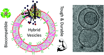 Graphical abstract: Durable proteo-hybrid vesicles for the extended functional lifetime of membrane proteins in bionanotechnology