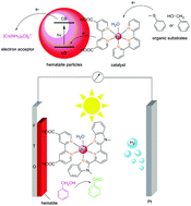 Graphical abstract: Visible-light-driven selective oxidation of benzyl alcohol and thioanisole by molecular ruthenium catalyst modified hematite
