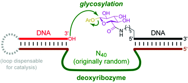 Graphical abstract: DNA-catalyzed glycosylation using aryl glycoside donors