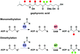Graphical abstract: α-Methylation follows condensation in the gephyronic acid modular polyketide synthase