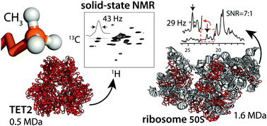 Graphical abstract: Sensitive proton-detected solid-state NMR spectroscopy of large proteins with selective CH3 labelling: application to the 50S ribosome subunit