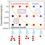 Graphical abstract: Rational controlled morphological transitions in the self-assembled multi-headed giant surfactants in solution