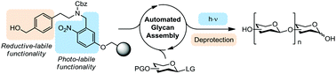 Graphical abstract: A traceless photocleavable linker for the automated glycan assembly of carbohydrates with free reducing ends