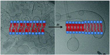 Graphical abstract: End-capping of amphiphilic nanotubes with phospholipid vesicles: impact of the phospholipid on the cap formation and vesicle loading under osmotic conditions