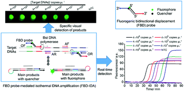 Graphical abstract: Fluorogenic bidirectional displacement probe-based real-time isothermal DNA amplification and specific visual detection of products