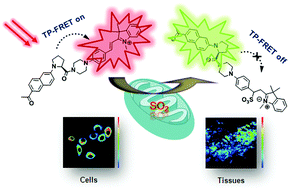 Graphical abstract: A TP-FRET-based two-photon fluorescent probe for ratiometric visualization of endogenous sulfur dioxide derivatives in mitochondria of living cells and tissues