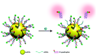 Graphical abstract: Aptamer-based FRET nanoflares for imaging potassium ions in living cells