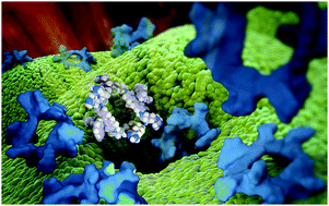 Graphical abstract: Membrane-disrupting iridium(iii) oligocationic organometallopeptides