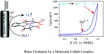 Graphical abstract: Electrocatalytic water oxidation by a molecular cobalt complex through a high valent cobalt oxo intermediate