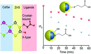 Graphical abstract: Dual-mode crystal-bound and X-type passivation of quantum dots