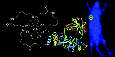 Graphical abstract: A desferrioxamine B squaramide ester for the incorporation of zirconium-89 into antibodies