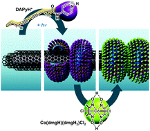 Graphical abstract: Supramolecular assembly of cobaloxime on nanoring-coated carbon nanotubes: addressing the stability of the pyridine–cobalt linkage under hydrogen evolution turnover conditions