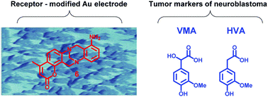 Graphical abstract: Synthesis and deposition of a Tröger’s base polymer on the electrode surface for potentiometric detection of a neuroblastoma tumor marker metabolite