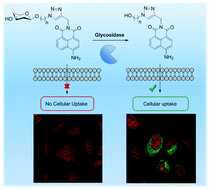 Graphical abstract: Glycosidase activated release of fluorescent 1,8-naphthalimide probes for tumor cell imaging from glycosylated ‘pro-probes’