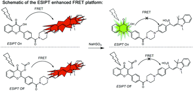 Graphical abstract: Fluorescence detection of endogenous bisulfite in liver cancer cells using an effective ESIPT enhanced FRET platform