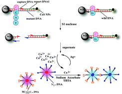 Graphical abstract: Visual detection of single-nucleotide polymorphisms and DNA methyltransferase based on cation-exchange of CuS nanoparticles and click chemistry of functionalized gold nanoparticles