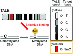 Graphical abstract: Sequence-specific recognition of methylated DNA by an engineered transcription activator-like effector protein