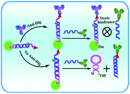 Graphical abstract: Steric hindrance inhibition of strand displacement for homogeneous and signal-on fluorescence detection of human serum antibodies