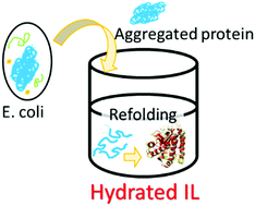 Graphical abstract: Hydrated ionic liquids as a liquid chaperon for refolding of aggregated recombinant protein expressed in Escherichia coli