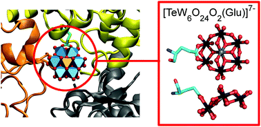 Graphical abstract: In situ formation of the first proteinogenically functionalized [TeW6O24O2(Glu)]7− structure reveals unprecedented chemical and geometrical features of the Anderson-type cluster