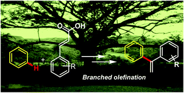 Graphical abstract: Traceless directing group mediated branched selective alkenylation of unbiased arenes