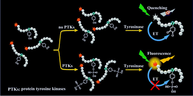 Graphical abstract: A general and versatile fluorescence turn-on assay for detecting the activity of protein tyrosine kinases based on phosphorylation-inhibited tyrosyl oxidation