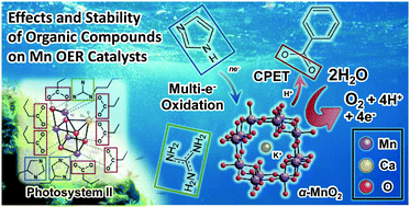 Graphical abstract: Stability of organic compounds on the oxygen-evolving center of photosystem II and manganese oxide water oxidation catalysts