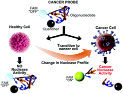 Graphical abstract: Nuclease activity as a specific biomarker for breast cancer