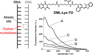 Graphical abstract: Lysine linkage in abasic site-binding ligand–thiazole orange conjugates for improved binding affinity to orphan nucleobases in DNA/RNA hybrids