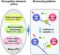 Graphical abstract: A platform for the development of novel biosensors by configuring allosteric transcription factor recognition with amplified luminescent proximity homogeneous assays