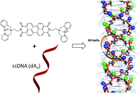 Graphical abstract: Chiral supramolecular organization and cooperativity in DNA-templated assemblies of ZnII–chromophore complexes